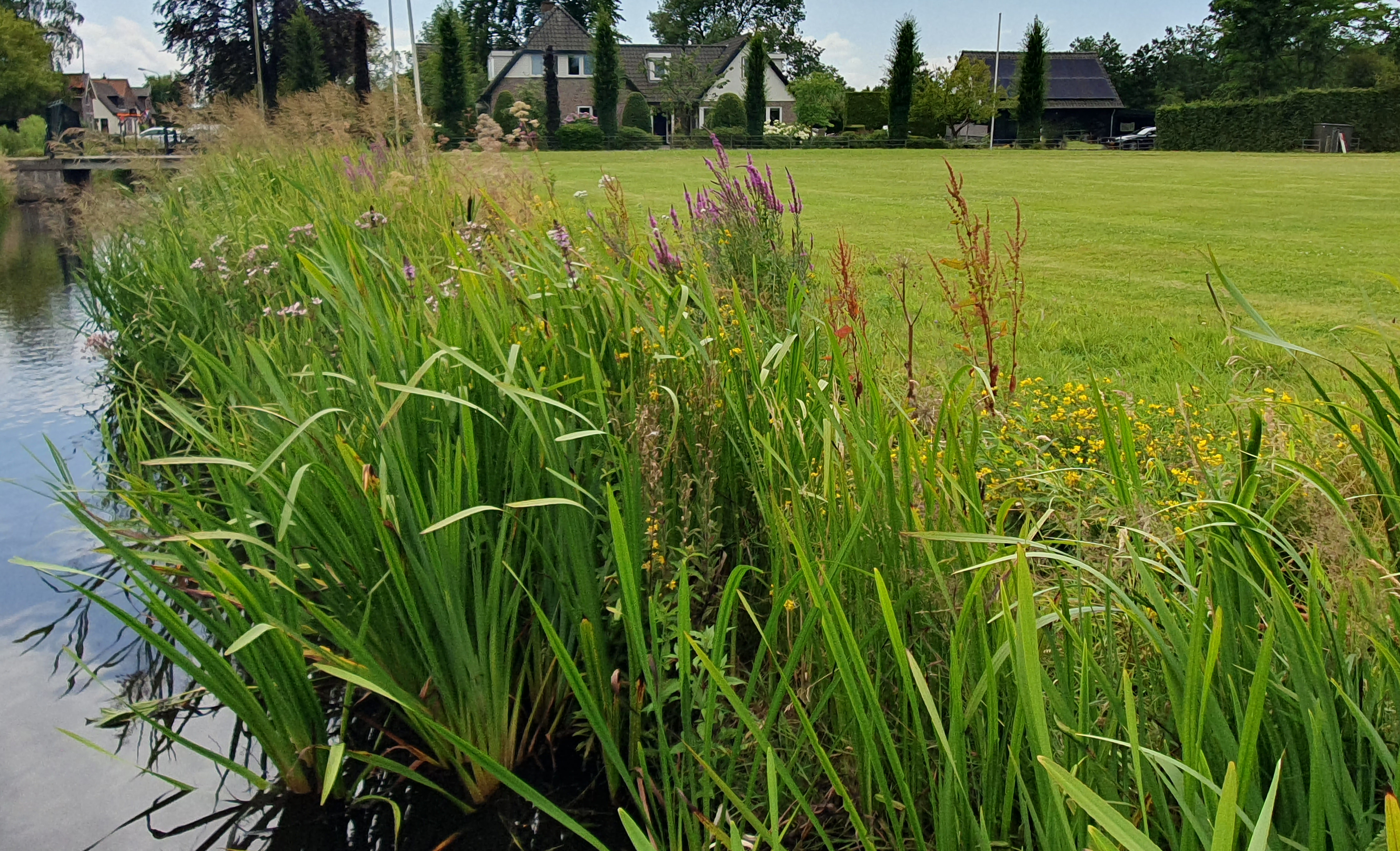 Bloeiende natuurvriendelijke oever bij de ijsbaan