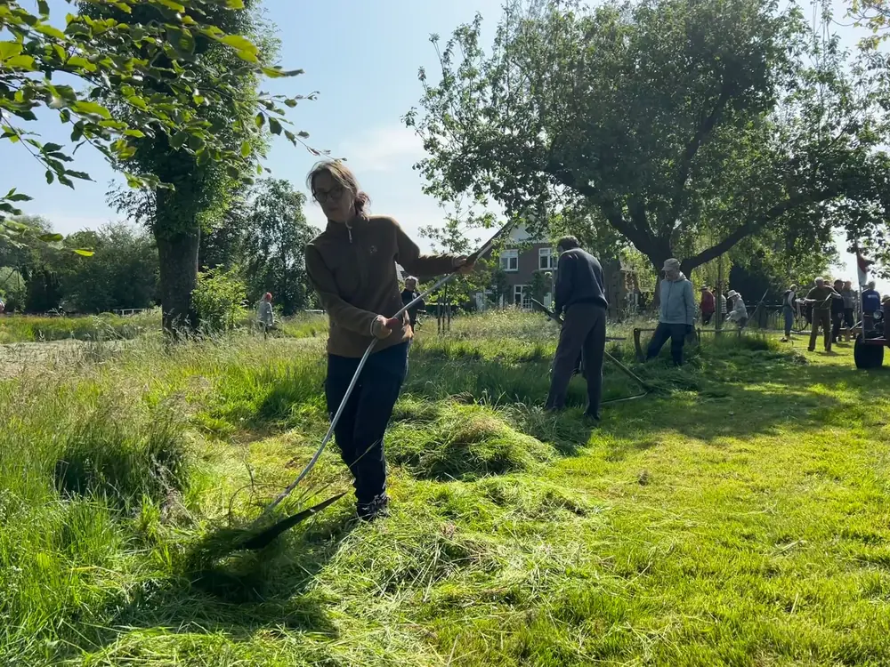 Vrijwilligers maaien met de zeis