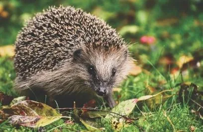 Egel in het gras