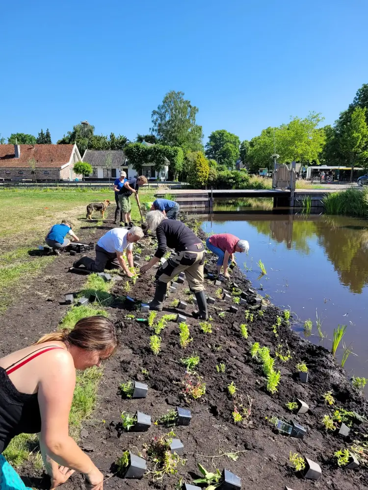 Vrijwilligers planten oeverplanten