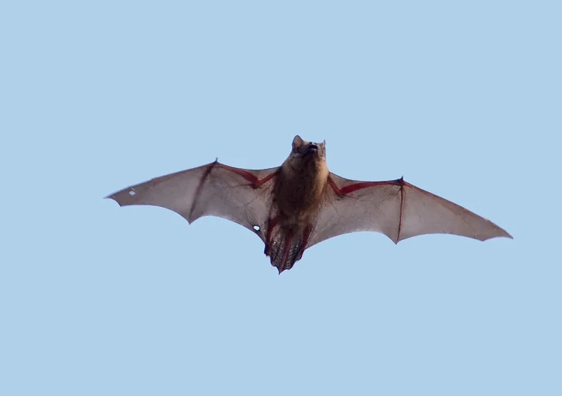 Rosse vleermuis in de vlucht