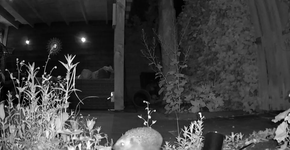 Wildcamerabeeld: een egel op het terras