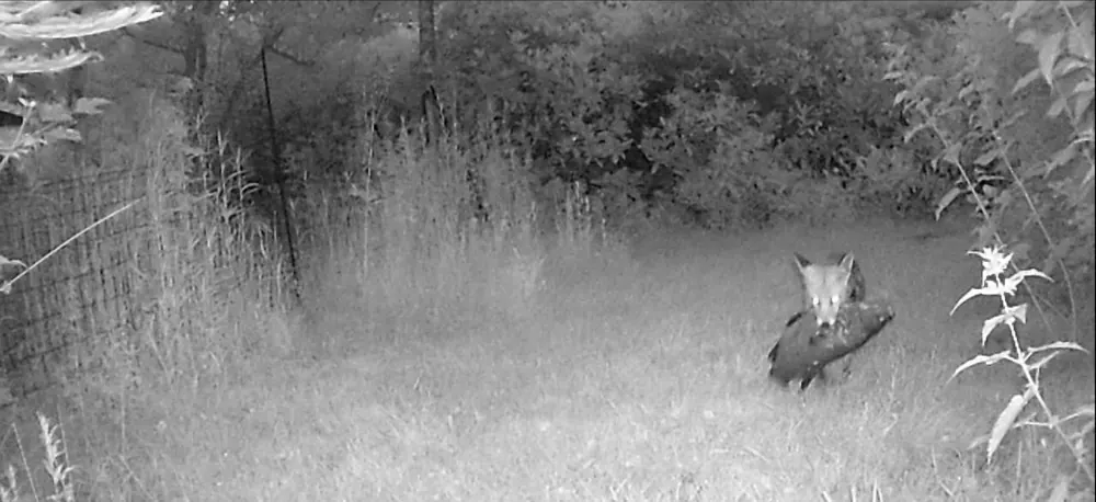 Wildcamerabeeld: een vos met een grote karper in zijn bek
